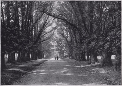 The Avenue, Hatfield Park